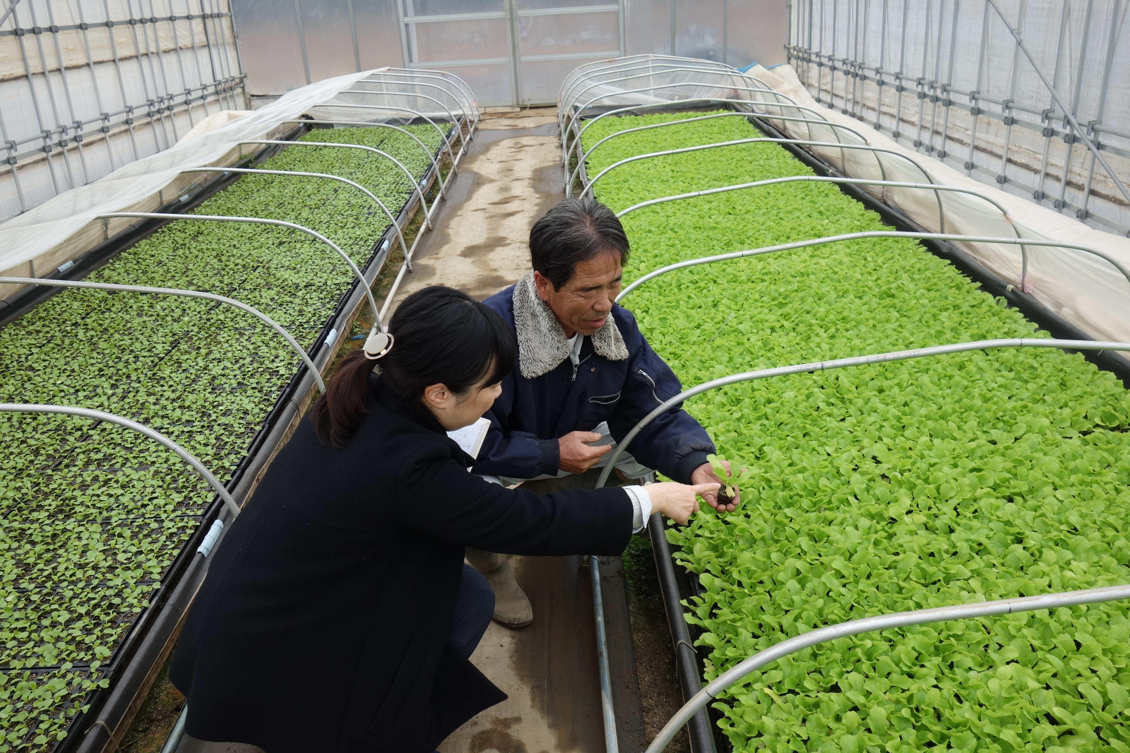 産地　ふるさと　便り　白菜　茨城　古河