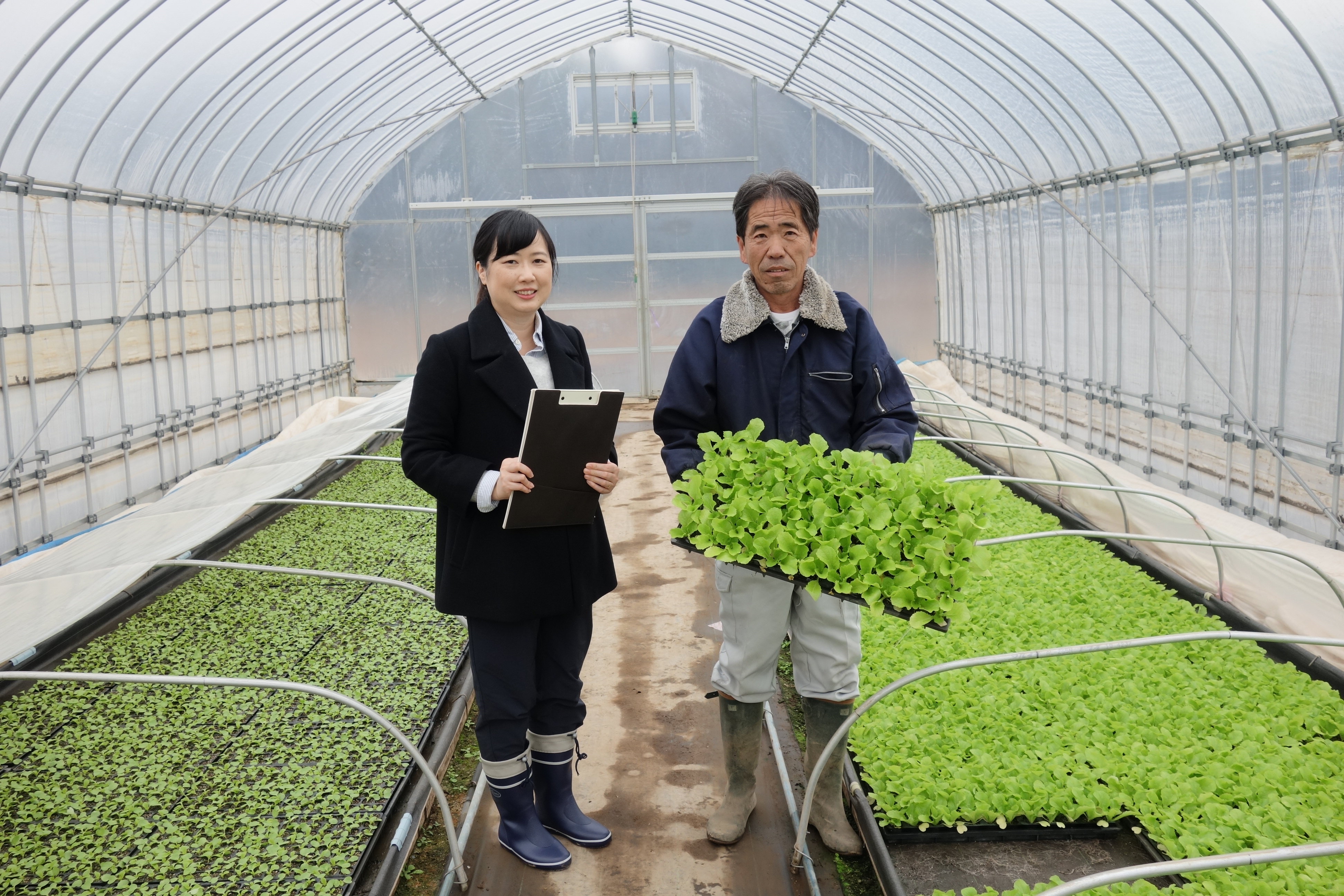 産地　ふるさと　便り　白菜　古河