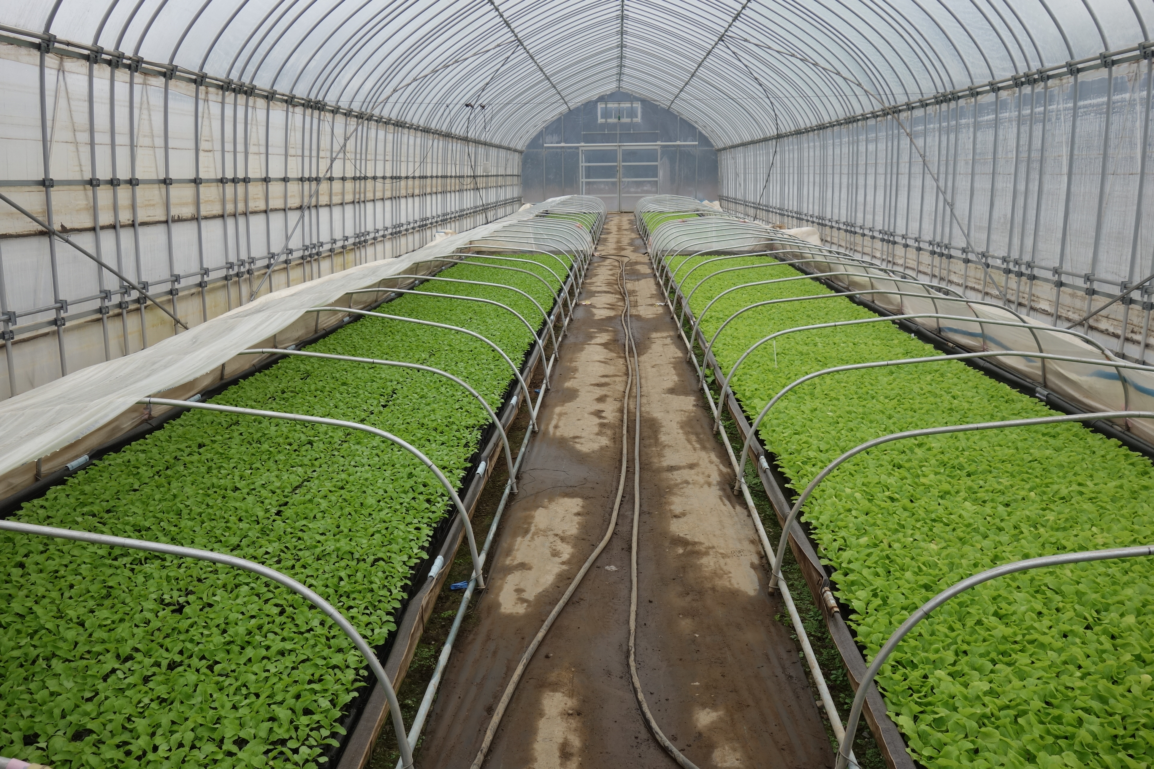 産地　ふるさと　便り　白菜　茨城　古河