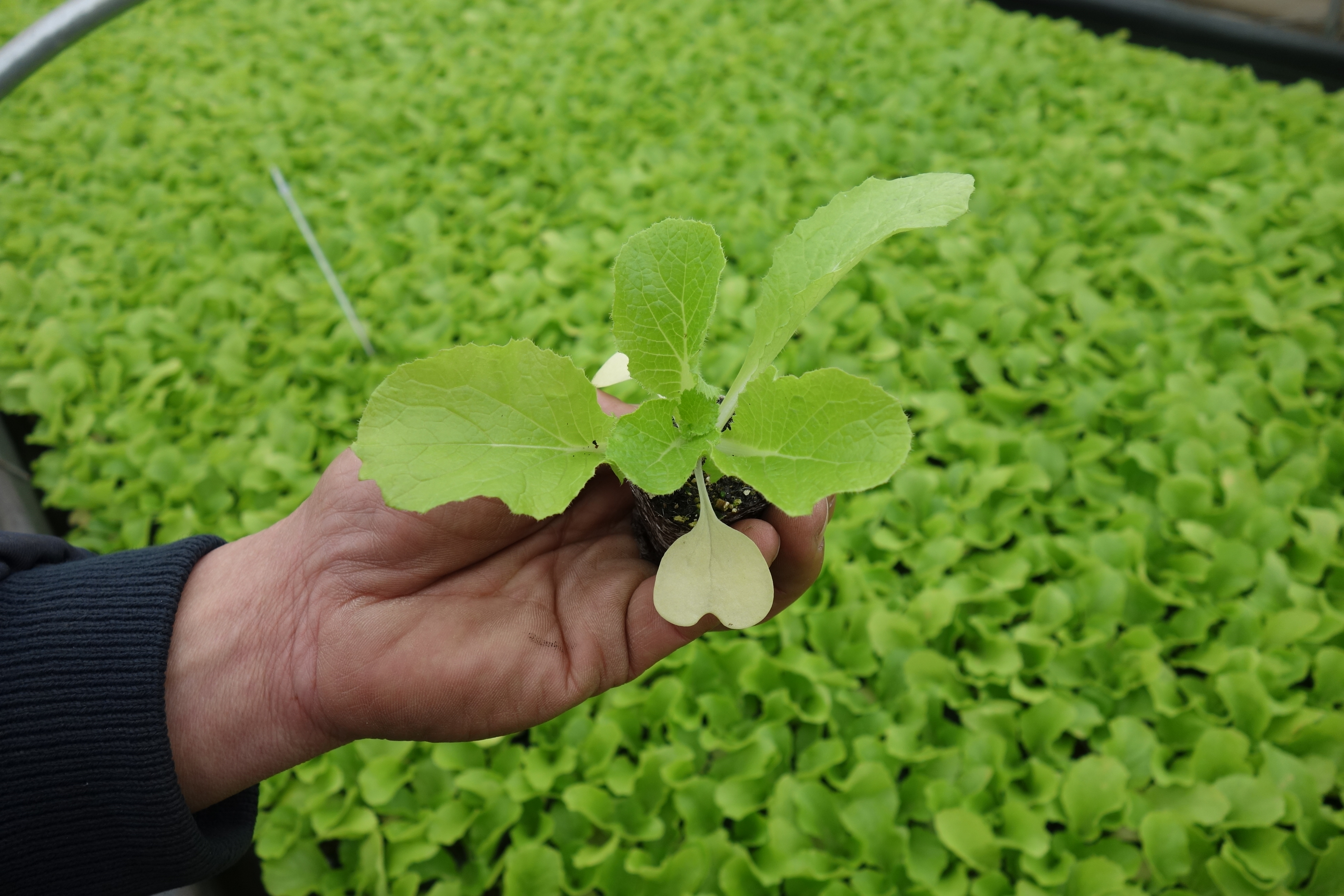 産地　ふるさと　便り　白菜　茨城　古河