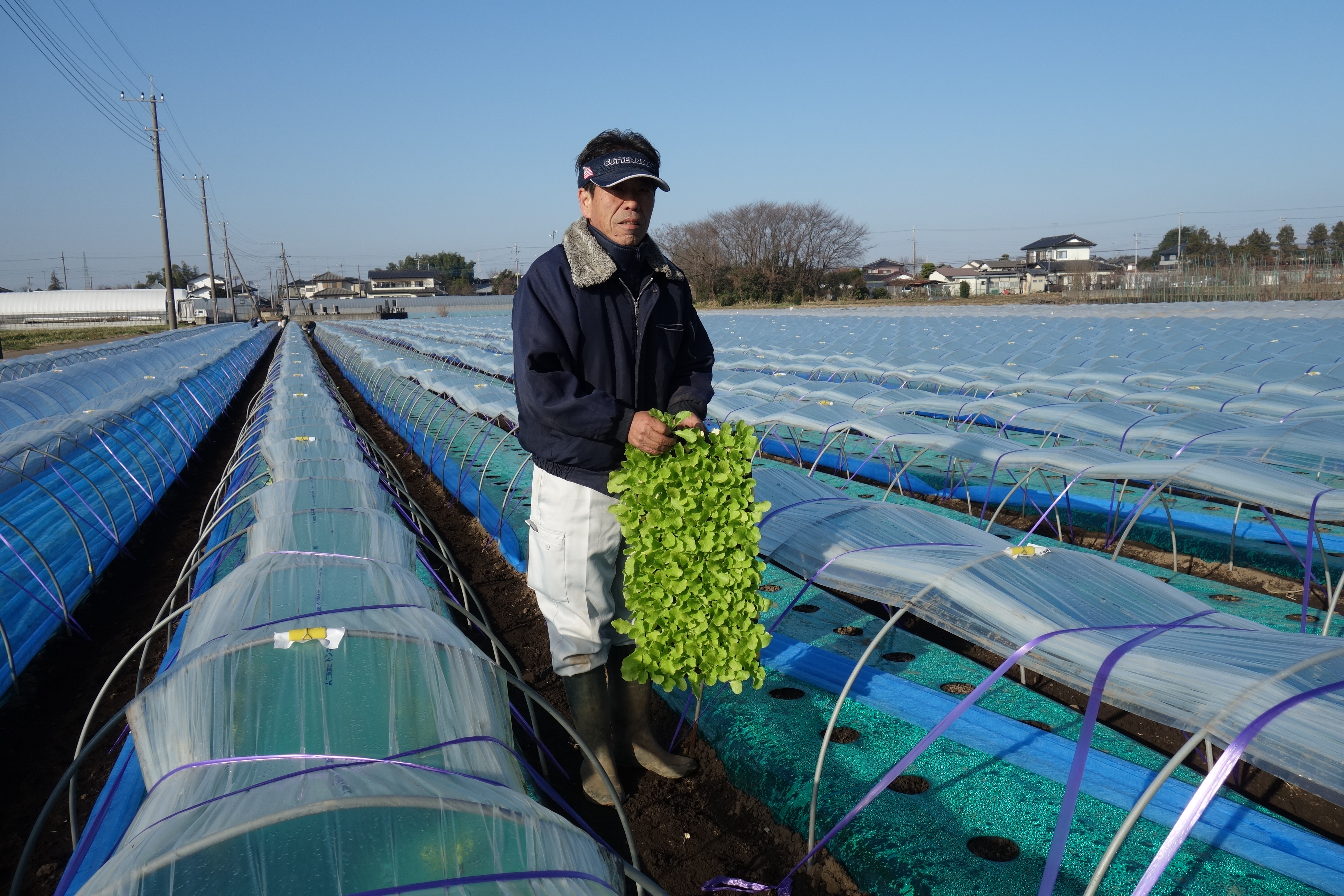 産地　ふるさと　便り　白菜　茨城　古河