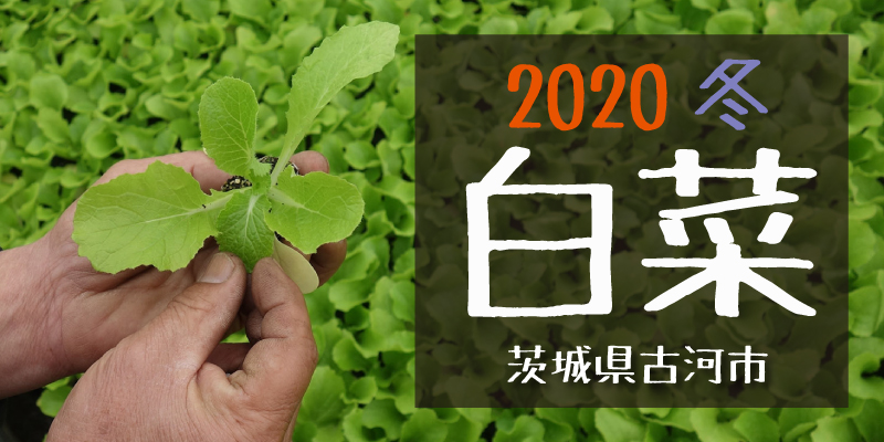 産地のふるさと便り　2020白菜