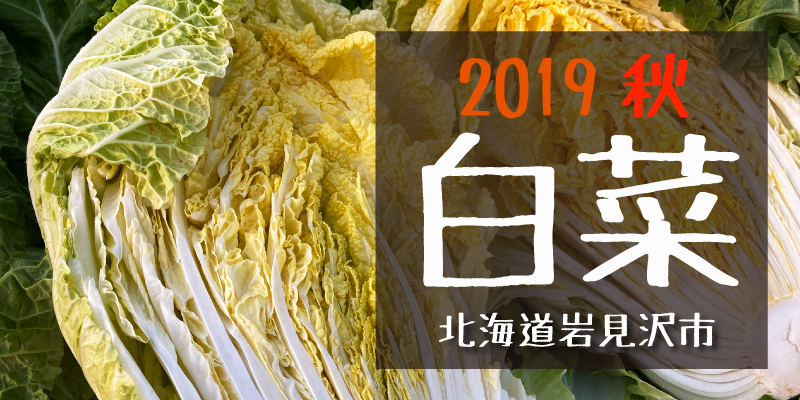 産地のふるさと便り　2019白菜