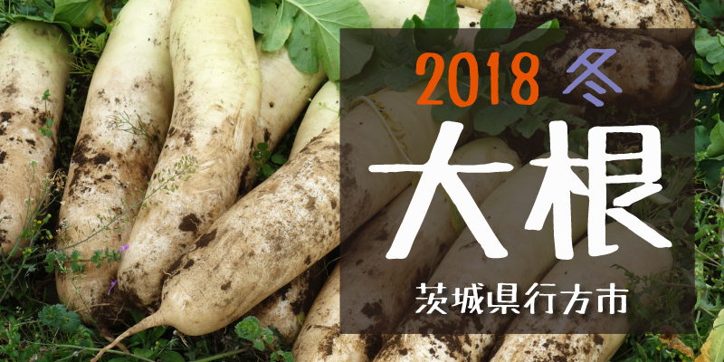 産地のふるさと便り　2018大根