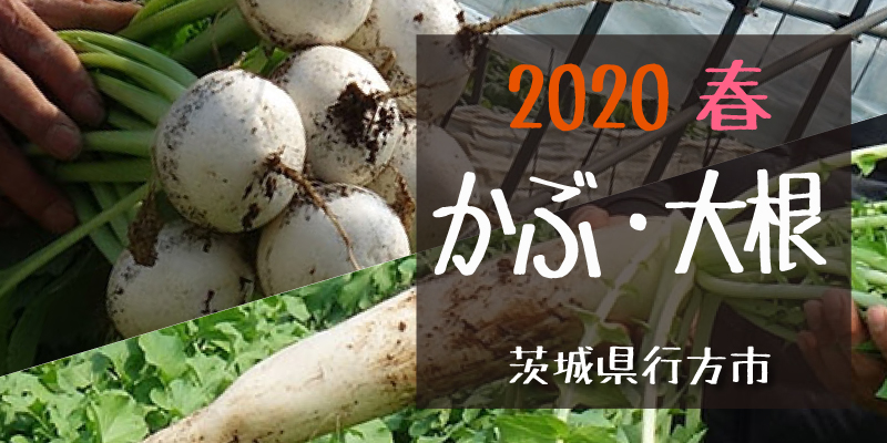 産地のふるさと便り　2020かぶ大根