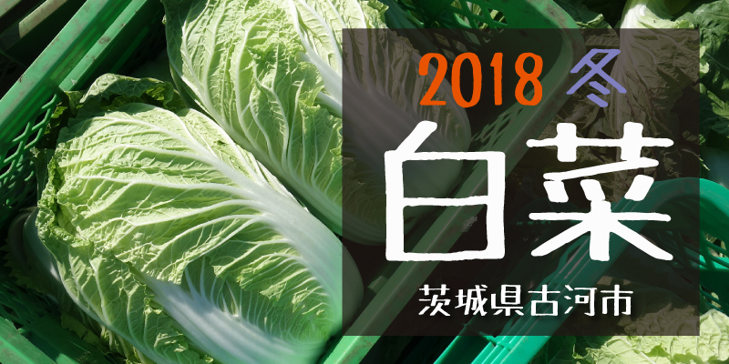 産地のふるさと便り　2018白菜