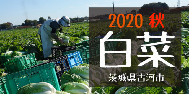 産地のふるさと便り　2020白菜