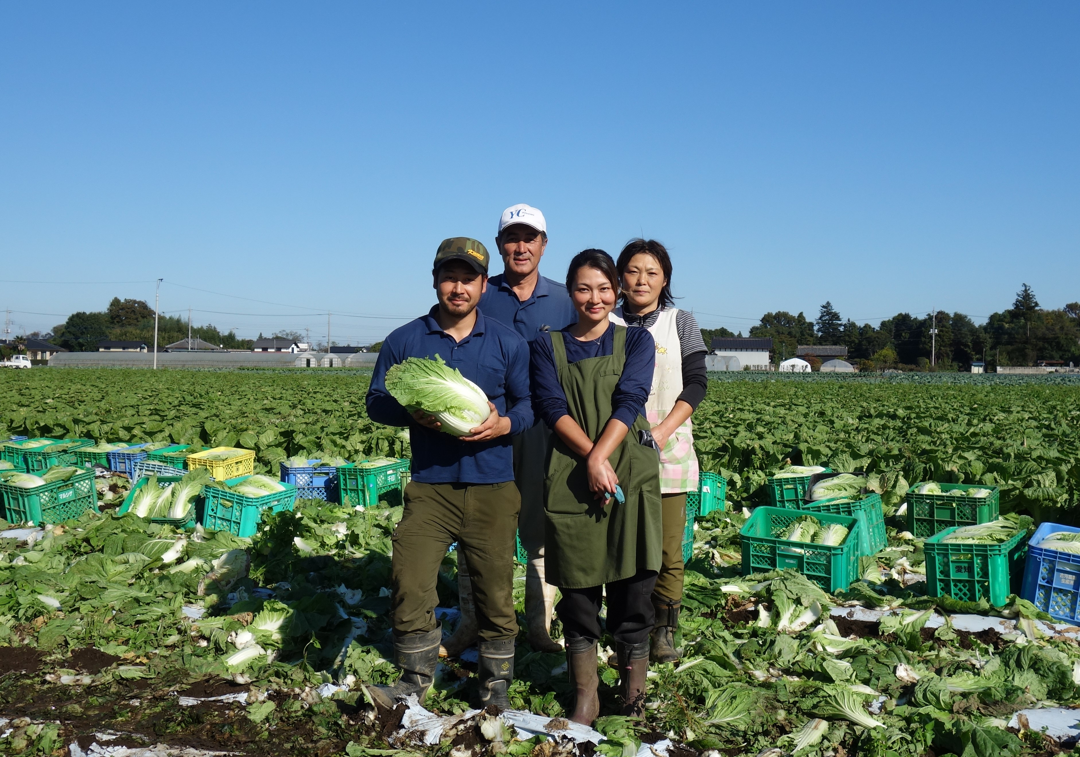 産地のふるさと便り「白菜2020秋・茨城県古河市」