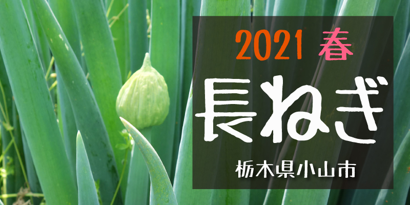 産地のふるさと便り　2021長ねぎ