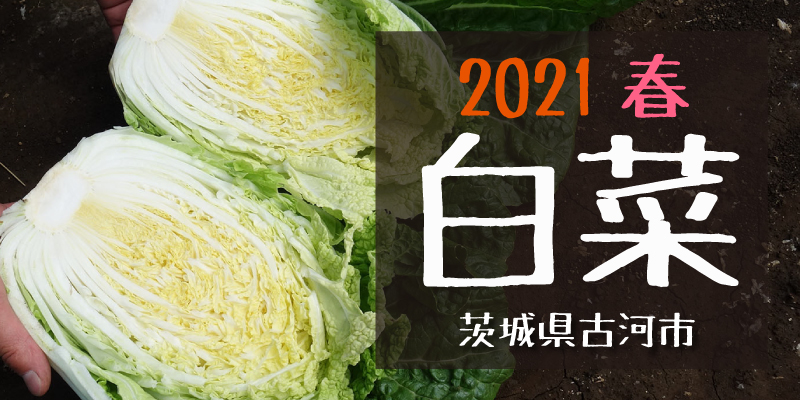 産地のふるさと便り　2021白菜