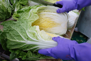 発酵　野菜　漬物　浅漬　白菜漬