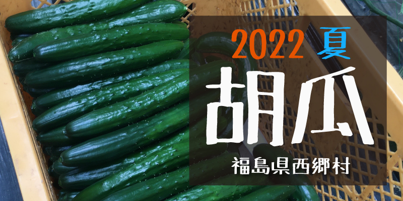 産地のふるさと便り　2022胡瓜