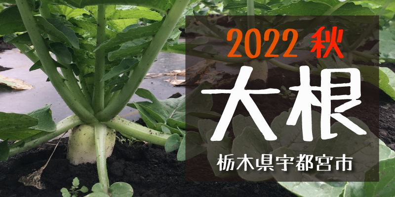 2022秋　大根