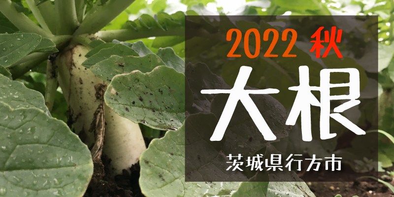 2022秋　大根