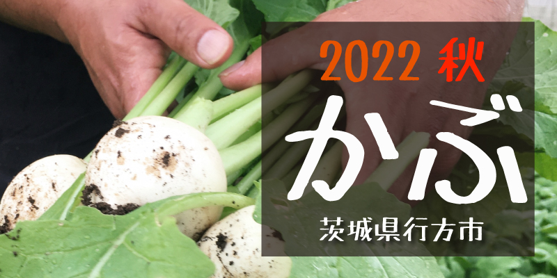 2022秋　かぶ