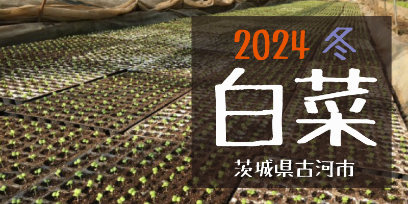 2024冬　白菜(茨城県古河市)
