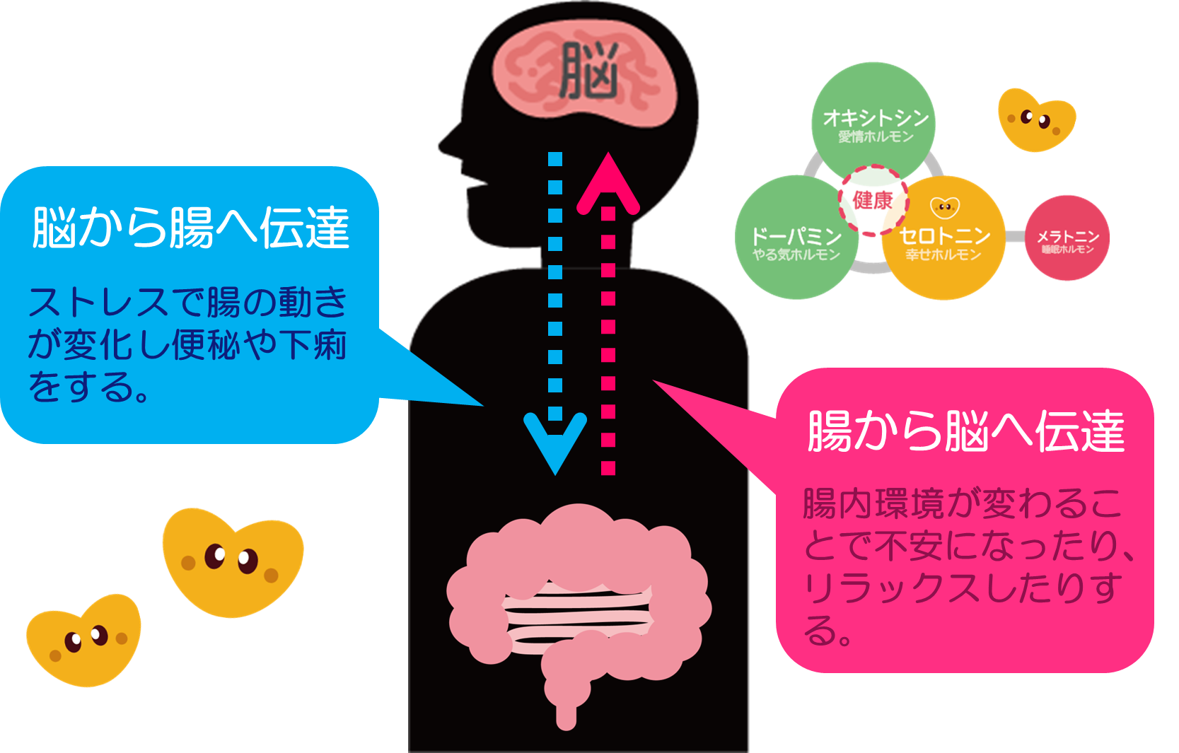 腸活　図6