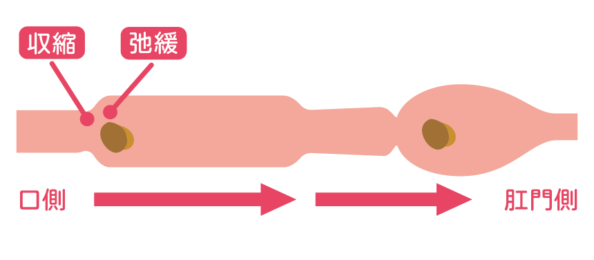 腸活6