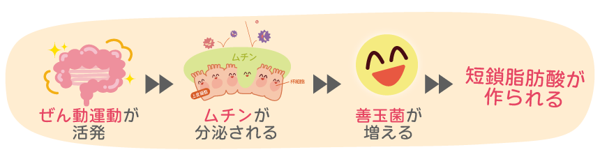 腸活7